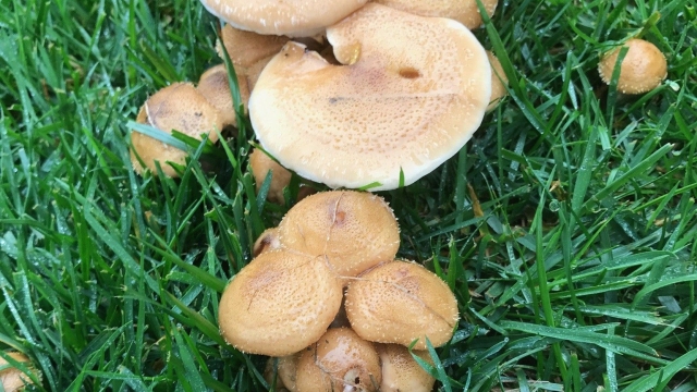 Mushroom Mania: Unleashing the Magic of Growing Fungi at Home