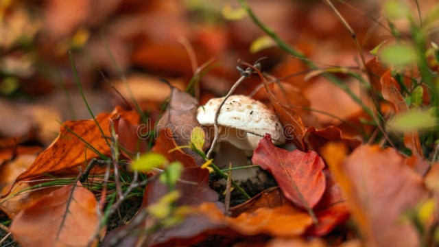Unleashing the Magic: A Beginner’s Guide to Mushroom Growing