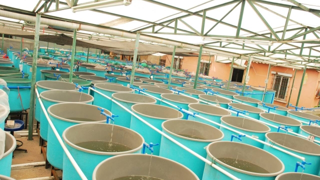 Revolutionizing the Waves: The Future of Aquaculture Technology